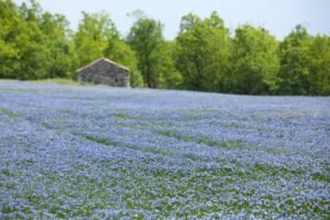 Flax grow