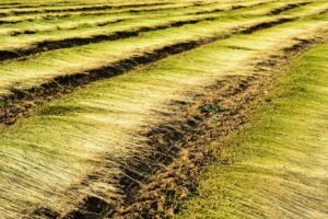 flax fibers